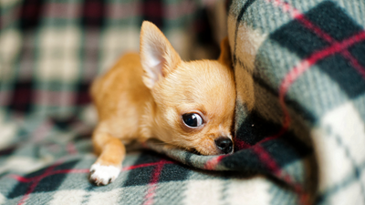 Chihuahua Futter: Die beste Ernährung für deinen Vierbeiner
