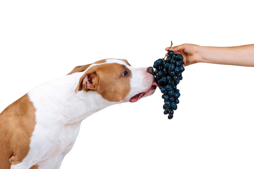 Dürfen Hunde Weintrauben essen? Tödliche Gefahr oder harmlos?