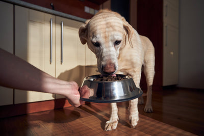 Labrador-Ernährung: Was du dazu wissen musst