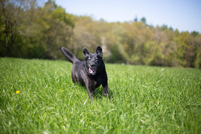 Wie erkenne und behandle ich Grasmilben beim Hund?