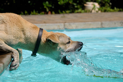 Wasservergiftung beim Hund: Symptome, Behandlung & Prävention