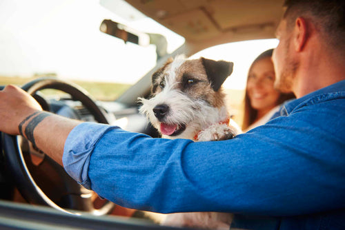 Urlaub mit Hund: Die 6 häufigsten Fragen