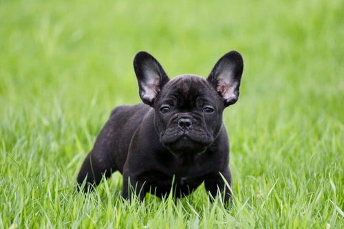 Französische Bulldogge: 20 Fragen zur beliebten Hunderasse